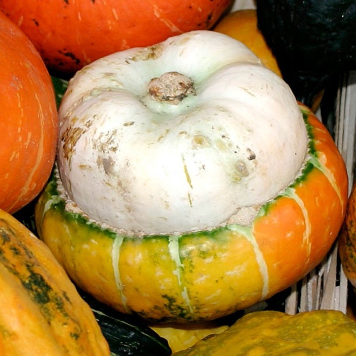 Pumpkin, Large turkish turban - 10 seeds