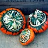 Pumpkin, Large turkish turban - 10 seeds