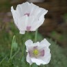 Papaver somniferum Bread seed poppy