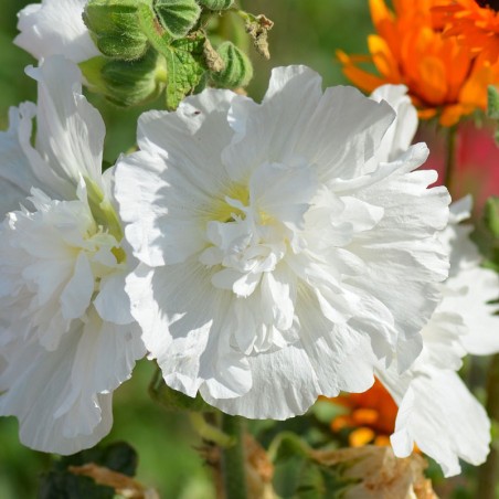 hollyhock white seeds