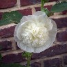 alcea rosea white seeds