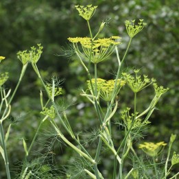 Fennel, Common - Seeds
