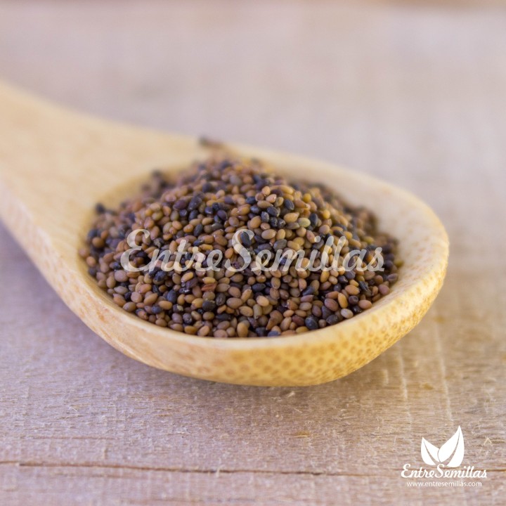 Arugula or Rocket, Common, Serrated leaf, seeds to sow | Online shop