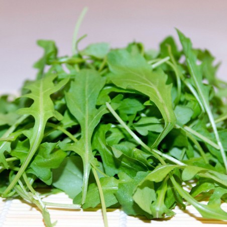 Arugula, Common, Serrated leaf - 1000 seeds