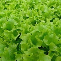 Lettuce, Lollo Green seeds