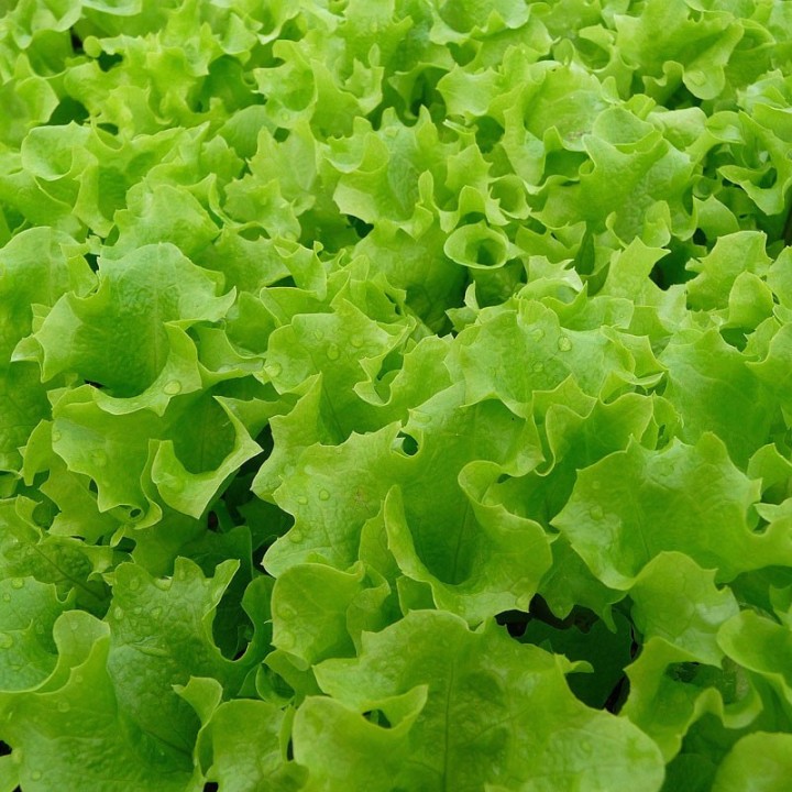Lettuce, Lollo Green - Seeds