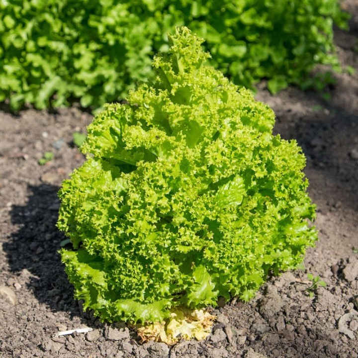 Lettuce, Lollo Green - Italian lettuce Lollo biondo - Seeds