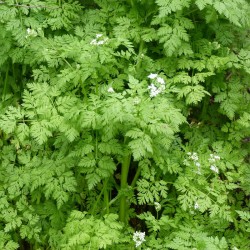 chervil seeds