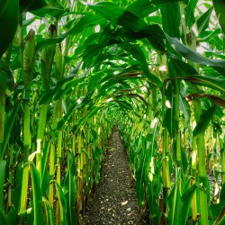 Sweet Corn, Golden Bantam - Seeds