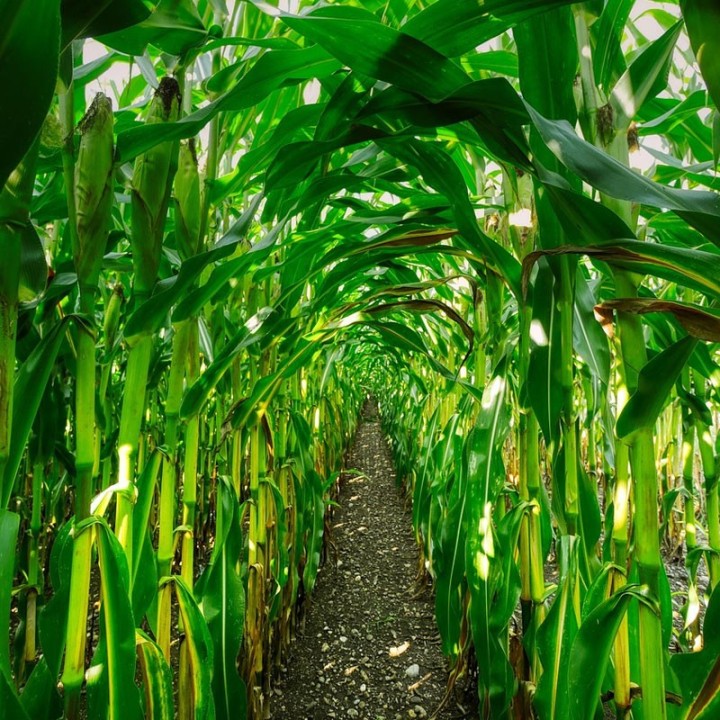 Sweet Corn, Golden Bantam seeds | Seed shop