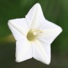 white flower Ipomoea quamoclit seeds