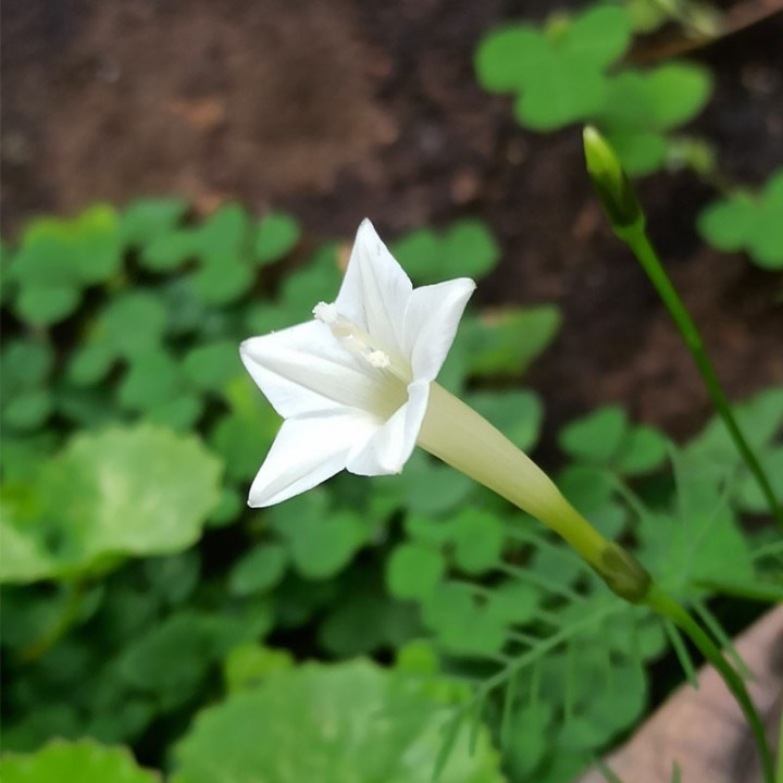 Ipomoea quamoclit, White feather - Seeds