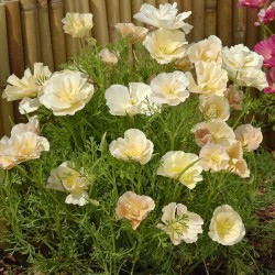 California poppy, Pink Champagne - Seeds