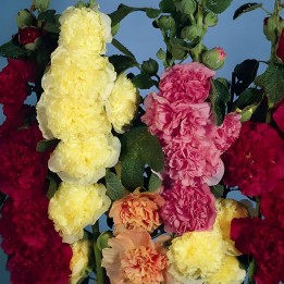 Hollyhock, Chater`s Double Mix seeds