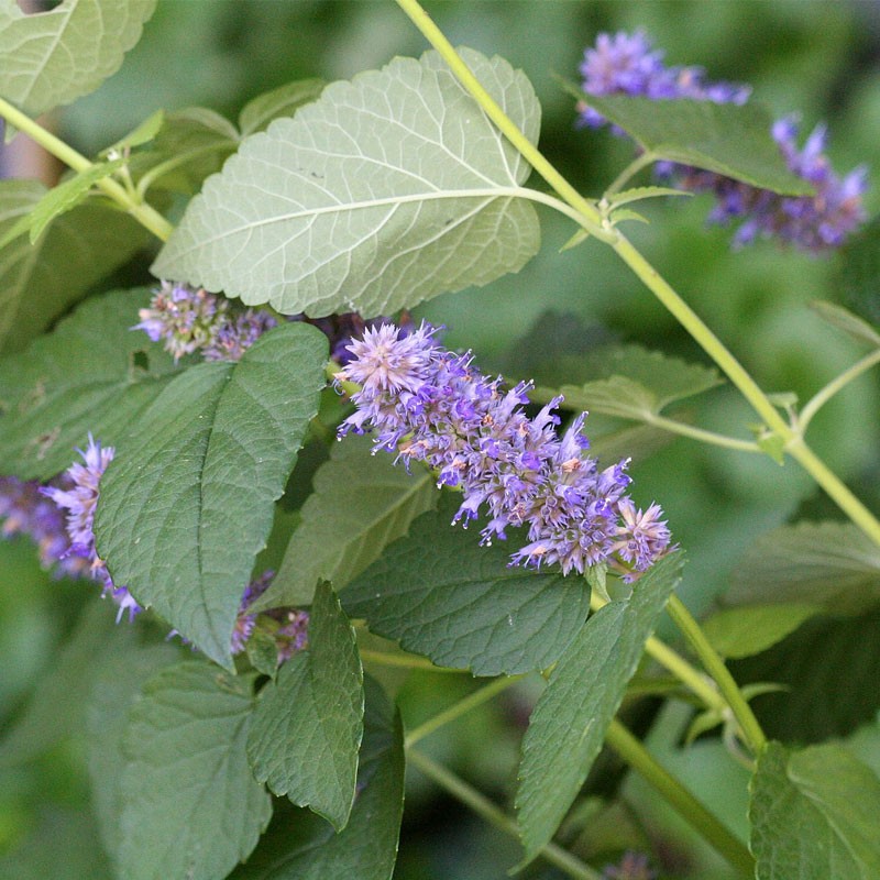 Anise Hyssop - Seeds