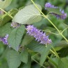 Anise Hyssop - Seeds