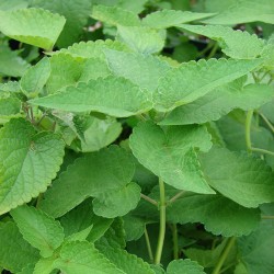 Agastache foeniculum seeds