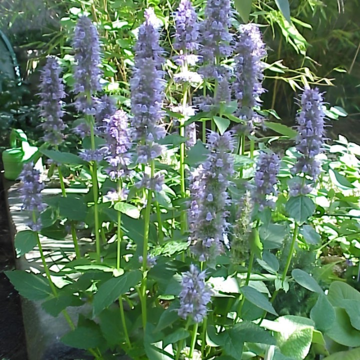 Anise Hyssop - Seeds (Agastache foeniculum) | Seed shop