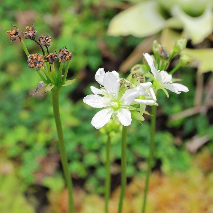 Venus flytrap seeds (Dionaea muscipula seeds) | Carnivorous seeds
