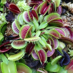 venus flytrap seeds