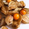 Physalis peruviana - 50 seeds