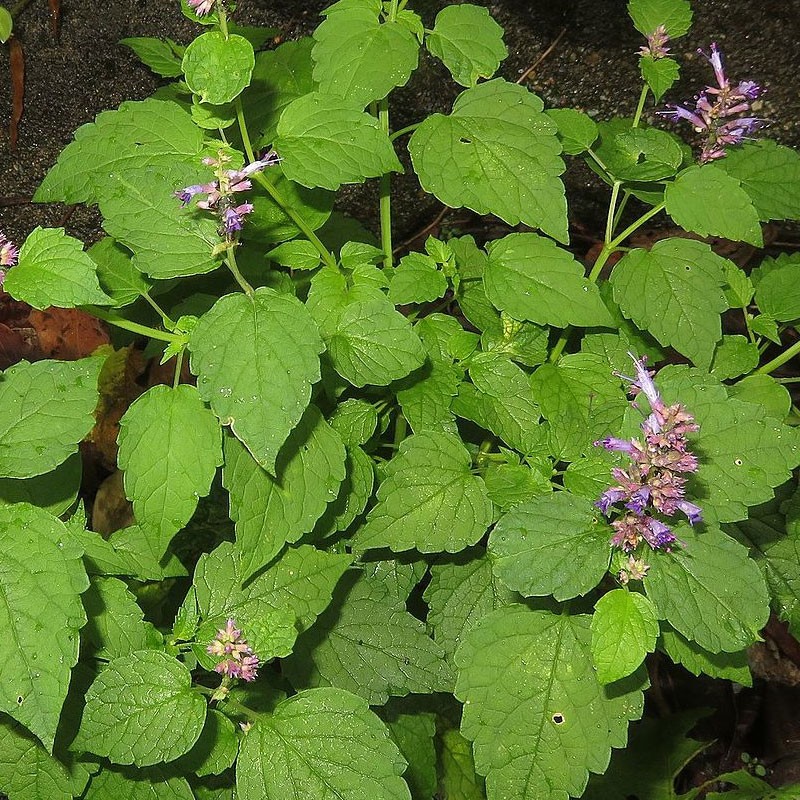 Korean mint - 1 plant