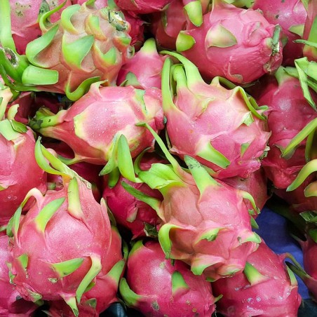 dragon fruit plant