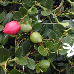 Natal plum - 1 plant