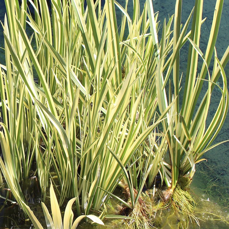 Variegated Sweet Flag - 1 plant