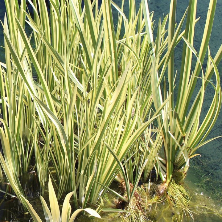 Aromatic calamus variegated - live plant