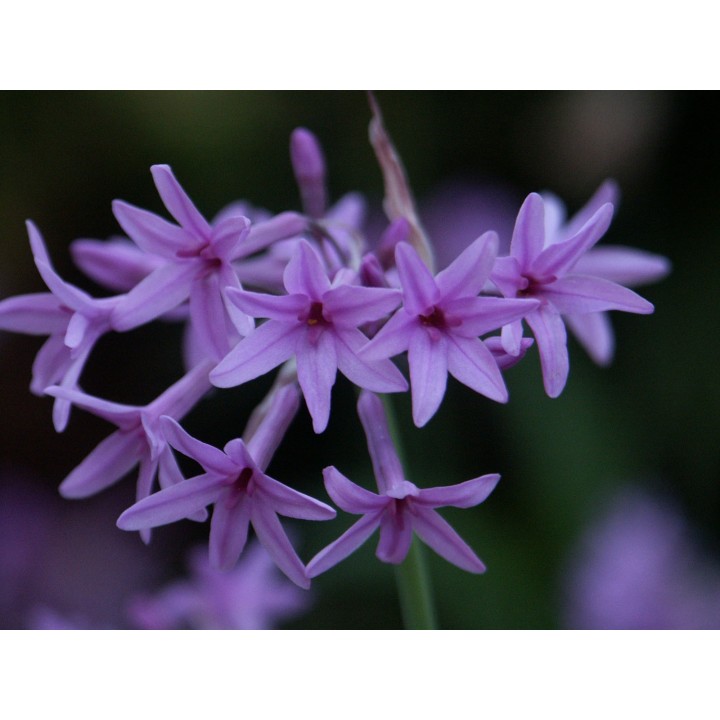 Society garlic, Variegated - 1 plant