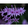 Society garlic, Variegated - 1 plant