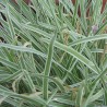 Society garlic, Variegated - 1 plant