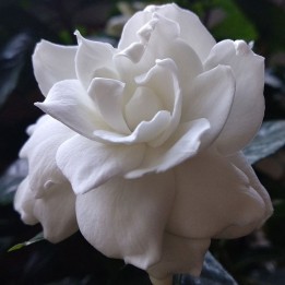 Gardenia Jasminoides - Plant