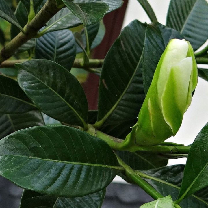 Gardenia Jasminoides - 1 plant | AmongSeeds