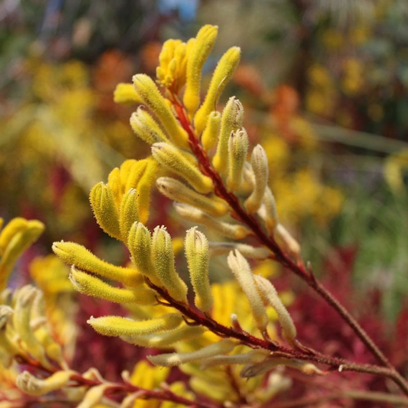 Tall Kangaroo Paw plant