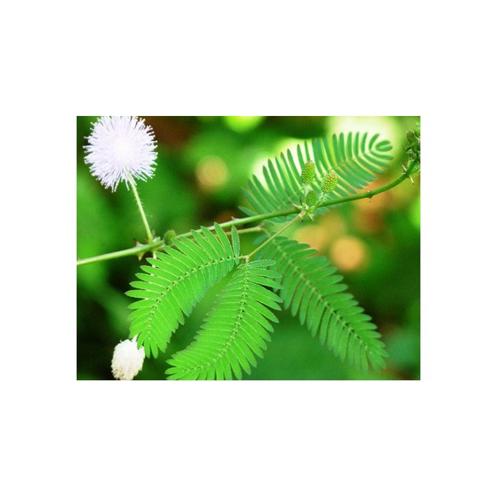 Mimosa sensitiva