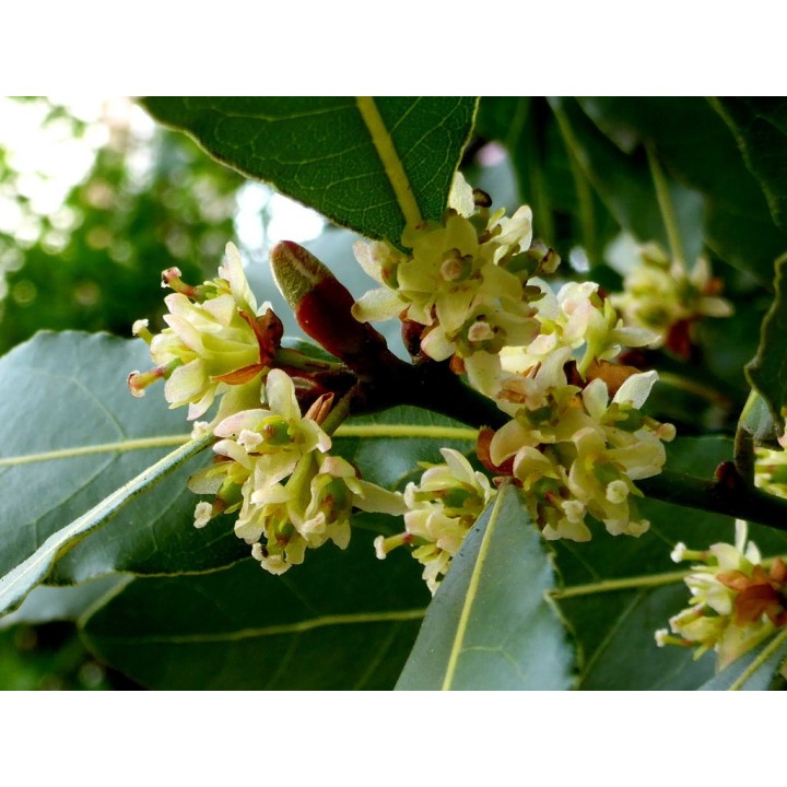 Laurel (Laurus nobilis) plant | AmongSeeds
