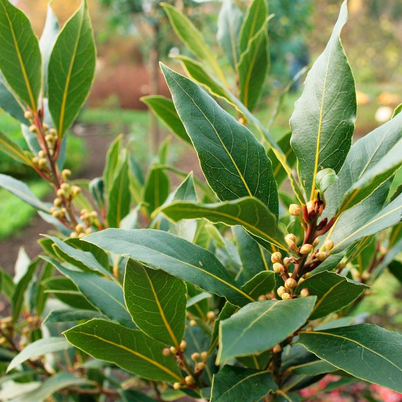 laurus nobilis plants