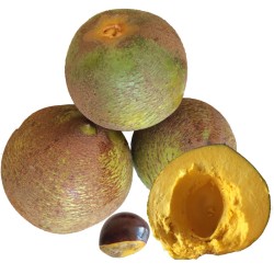 Lucuma - 1 plant