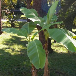 Musa basjoo - 1 plant