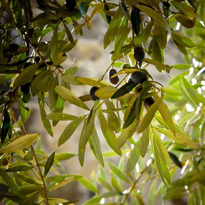 Olive tree - Plant