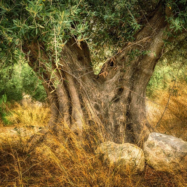 Olive tree - Plant