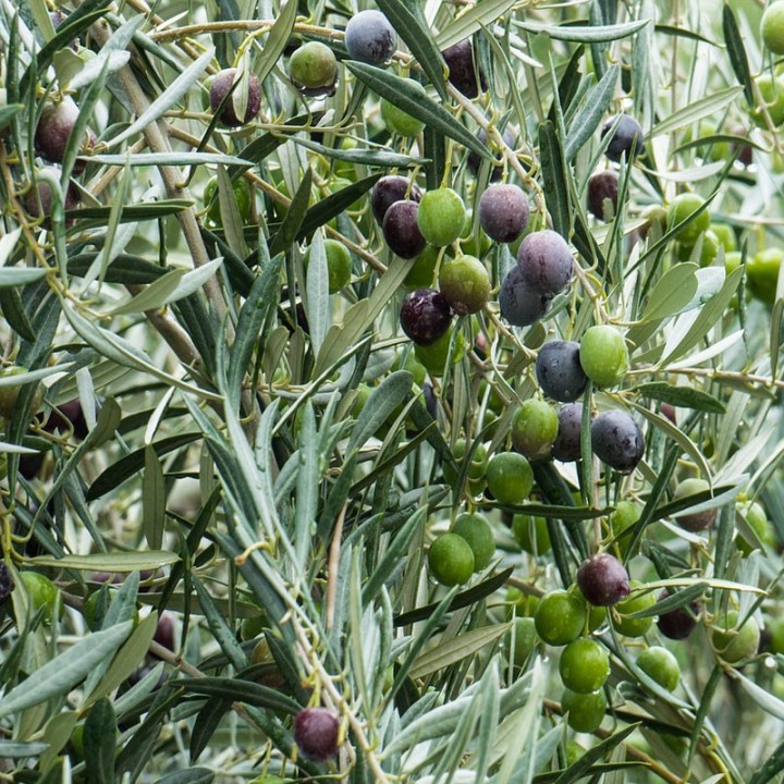 Olive tree - Plant