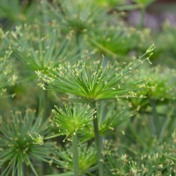 Papyrus - 1 plant