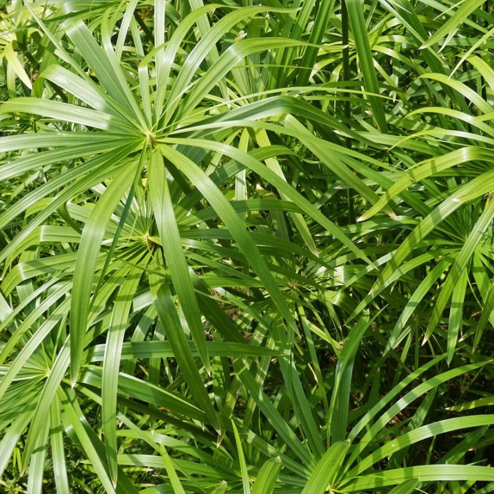 Papyrus - Plant