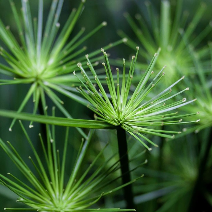Papyrus - Plant