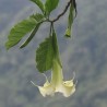 Brugmansia arborea - 1 plant