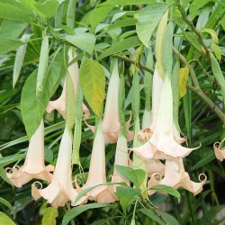 Brugmansia arborea - 1 plant