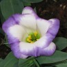 Lisianthus - 1 plant